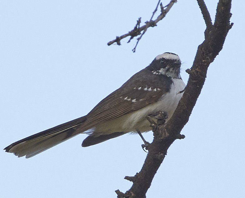 White-browed Fantail - Anonymous