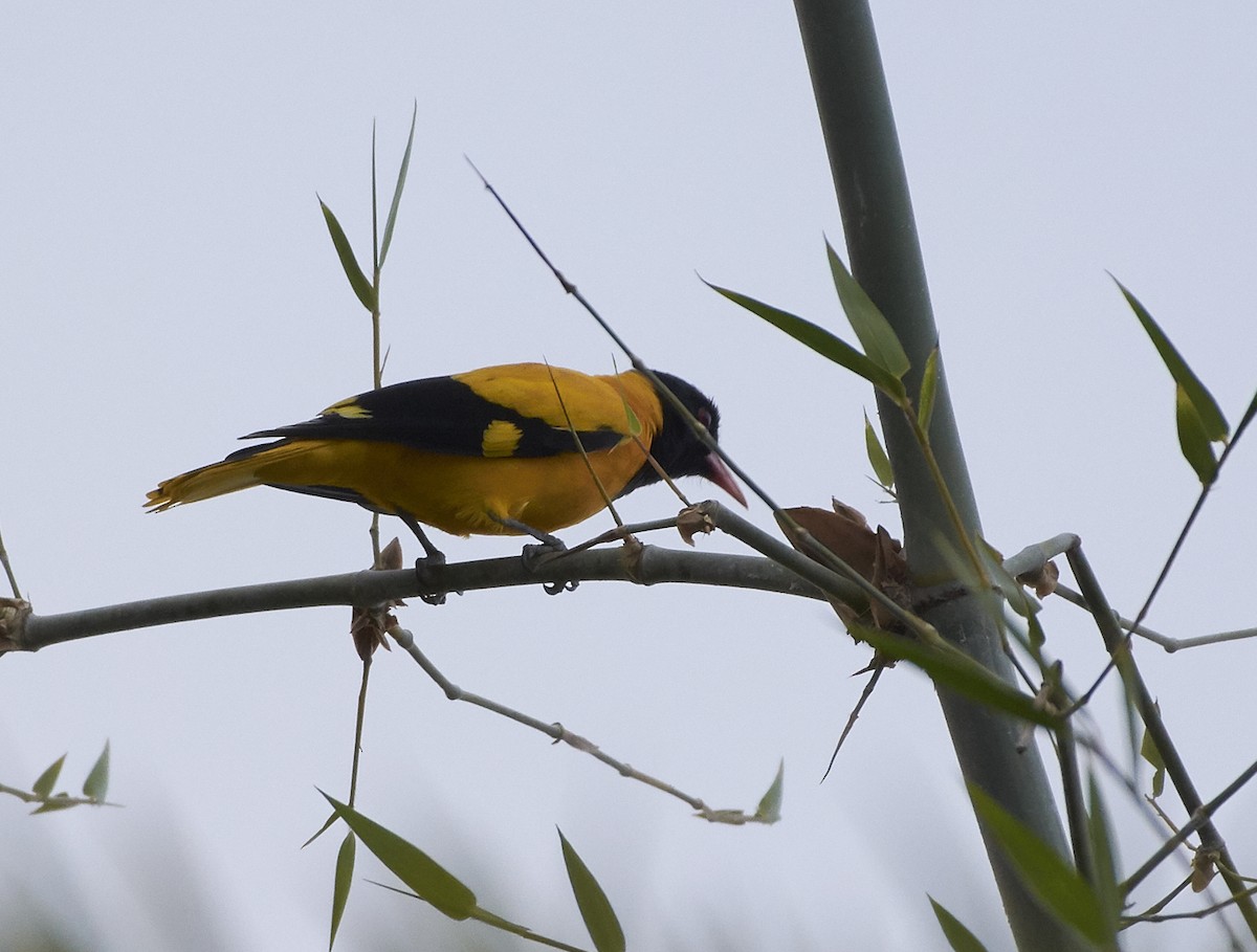 Black-hooded Oriole - Anonymous