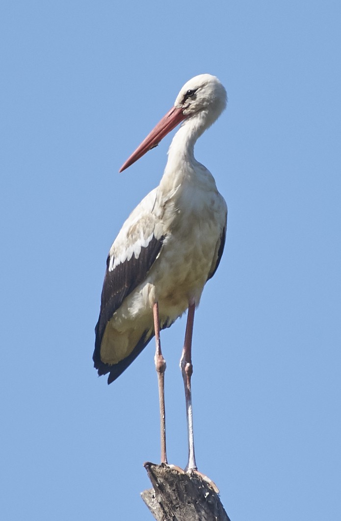 White Stork - ML80034471