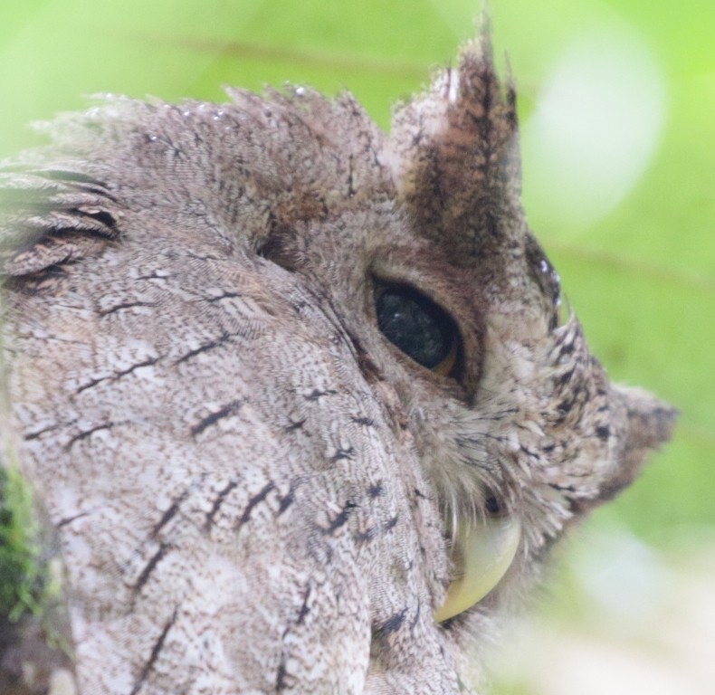 Pacific Screech-Owl - Vasco Valadares