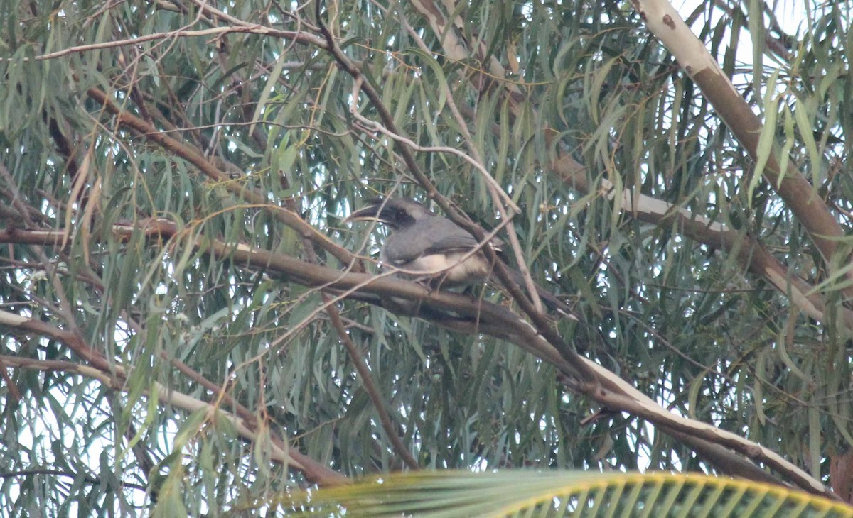 Indian Gray Hornbill - Shanmugam Kalidass