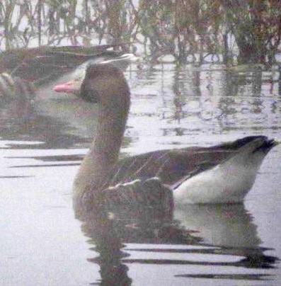Greater White-fronted Goose - ML80039051