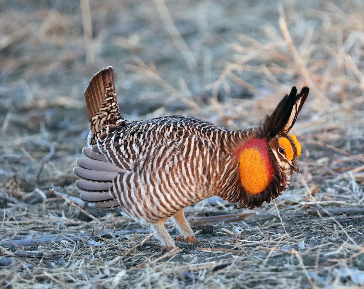 Greater Prairie-Chicken - Elizabeth Winter