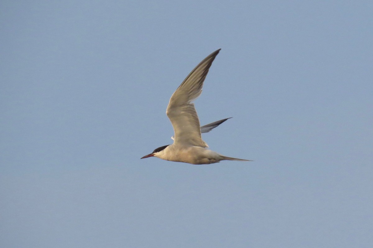 Common Tern - ML80039541