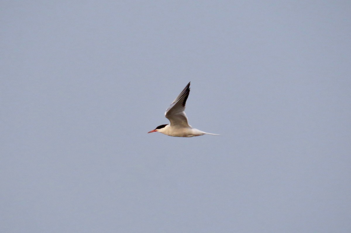 Common Tern - ML80039551