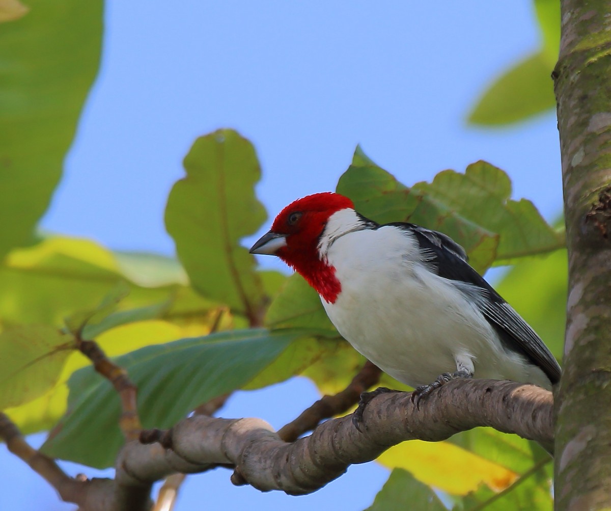 Red-cowled Cardinal - ML80039591