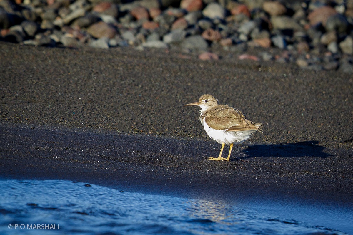 Spotted Sandpiper - Pio Marshall