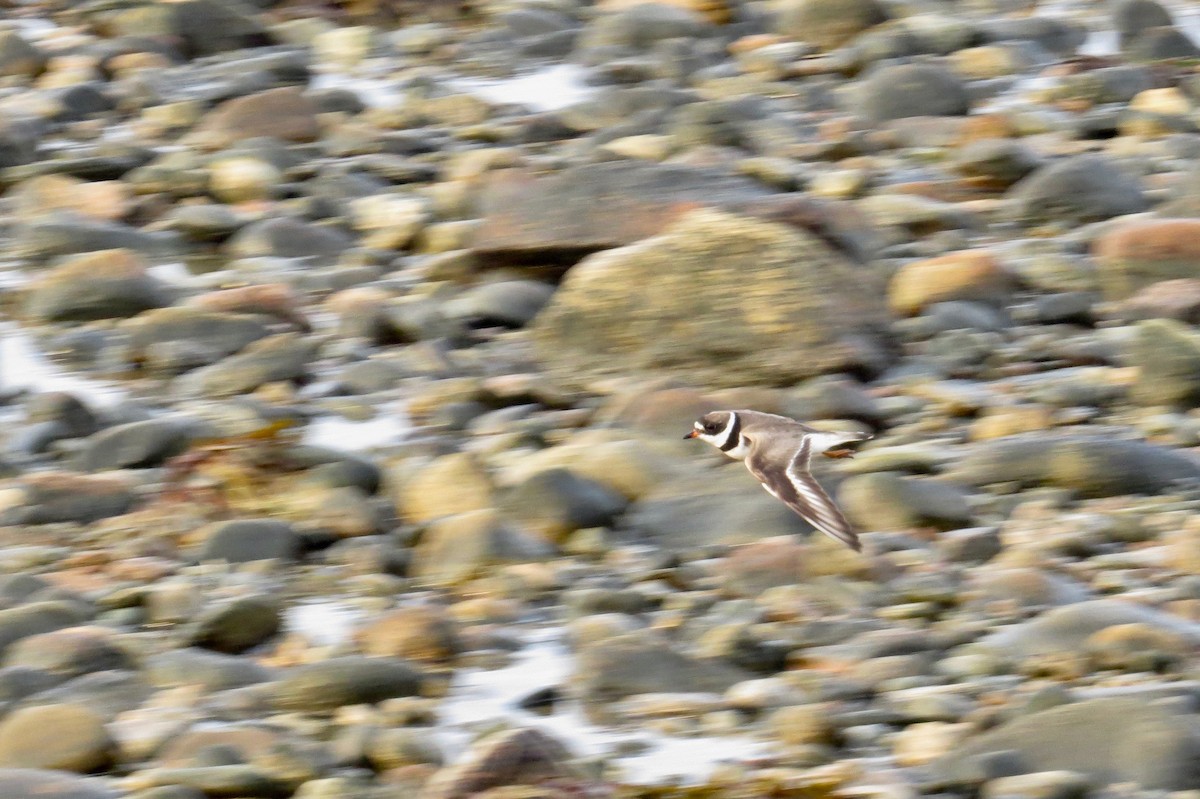 Semipalmated Plover - ML80039881