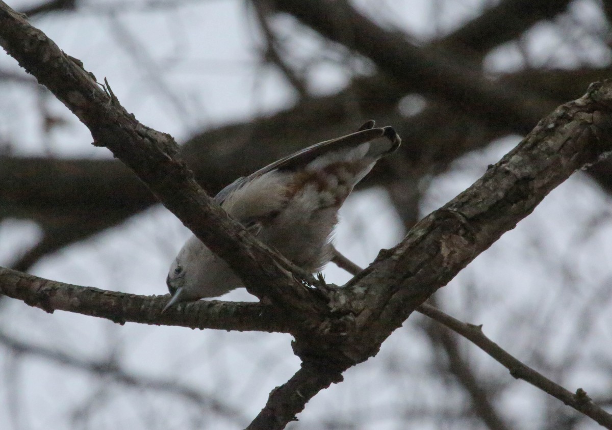 White-breasted Nuthatch (Eastern) - Phil Kenny