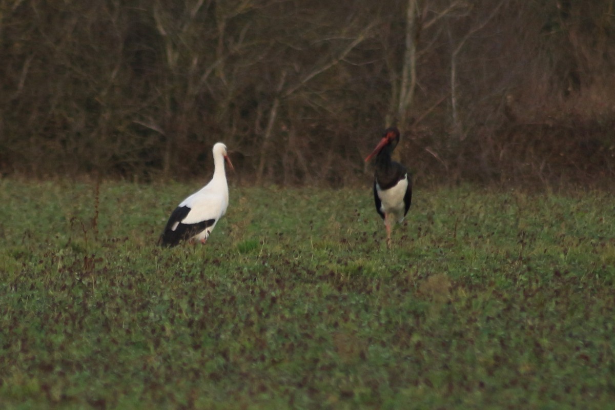 Black Stork - Thomas Quartier