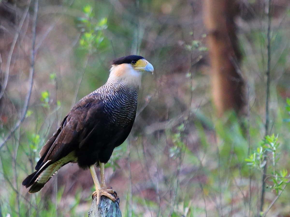Crested Caracara (Southern) - ML80041311
