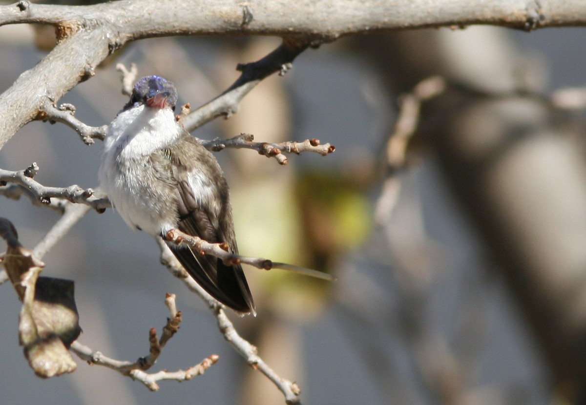 Violet-crowned Hummingbird - ML80041471