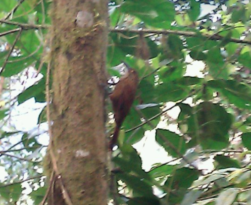 Strong-billed Woodcreeper - ML80042121