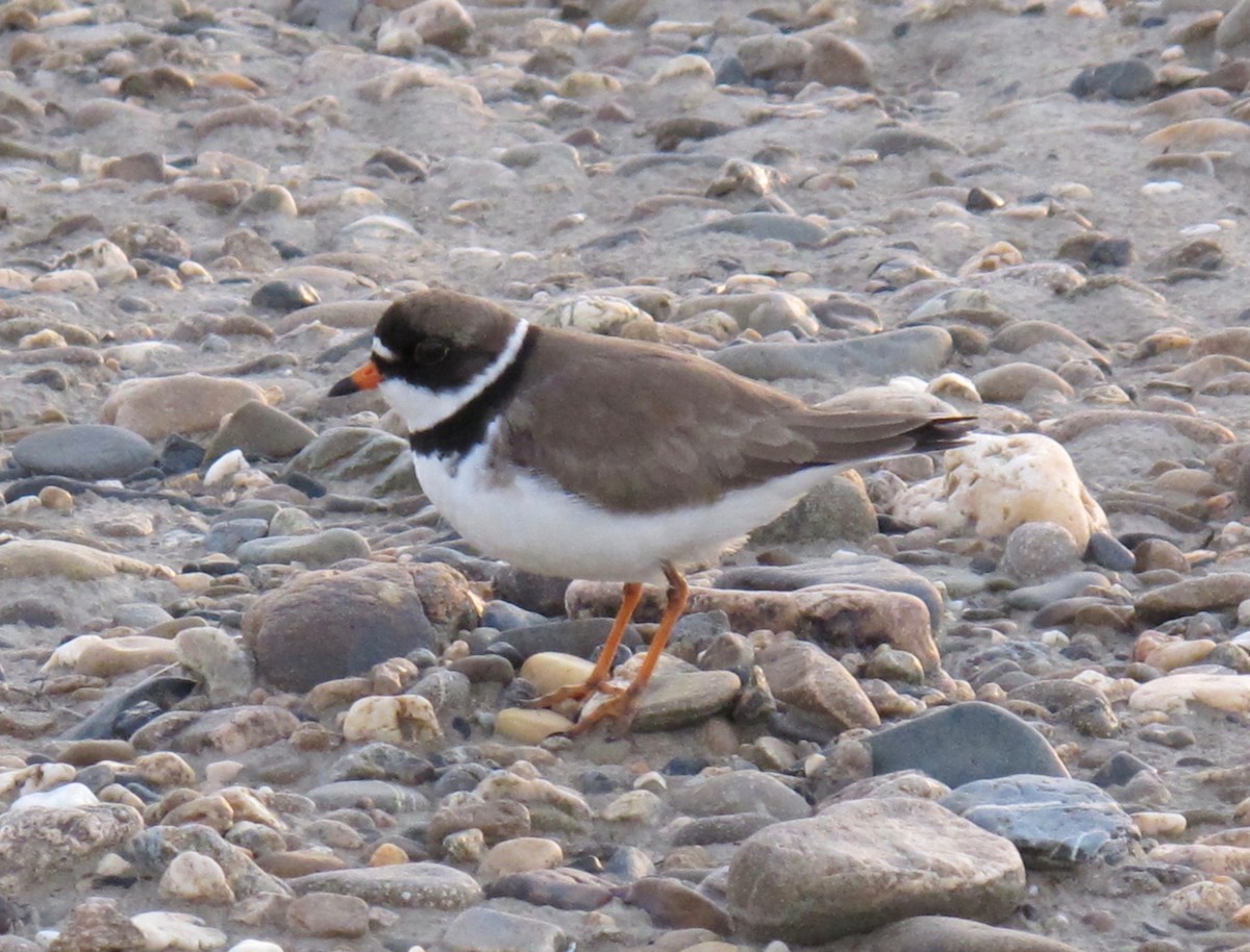 Semipalmated Plover - ML80042691