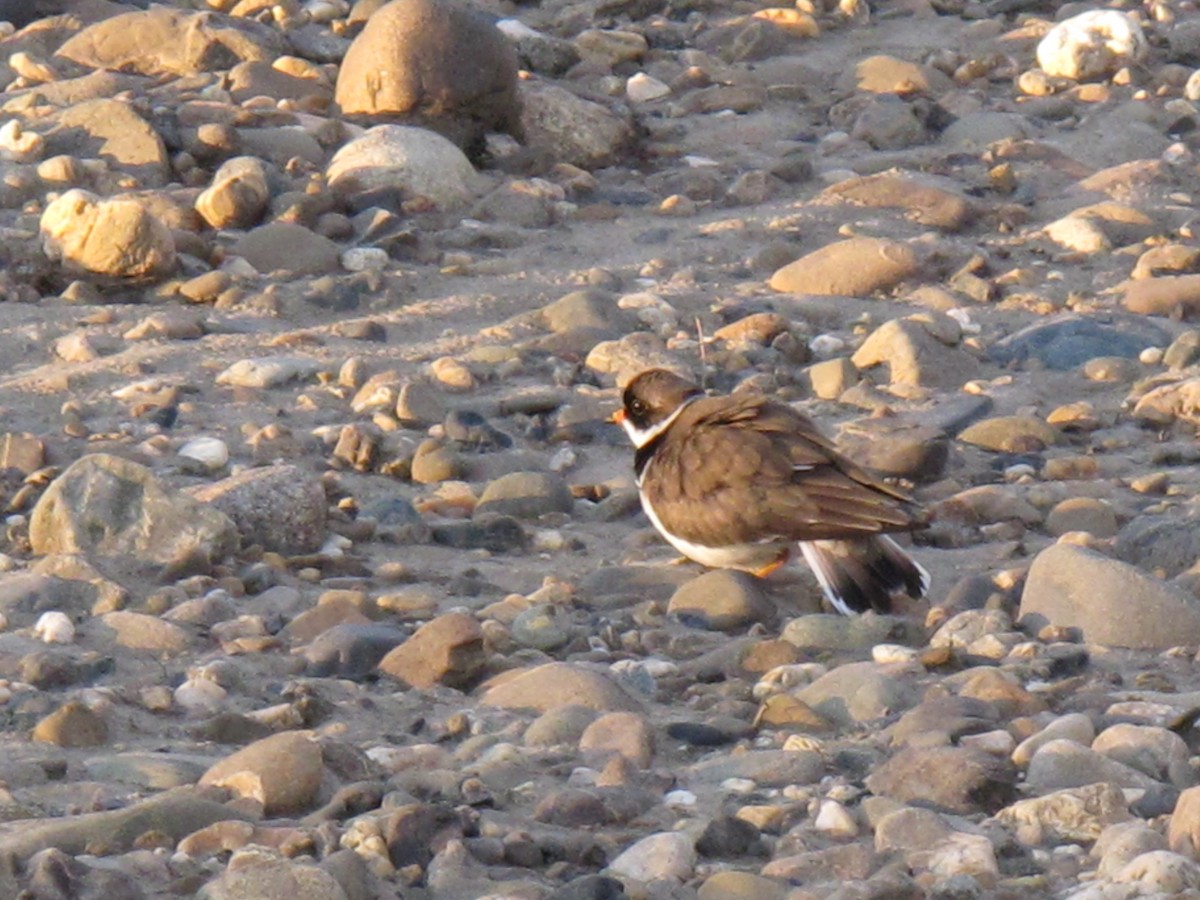 Semipalmated Plover - ML80042731