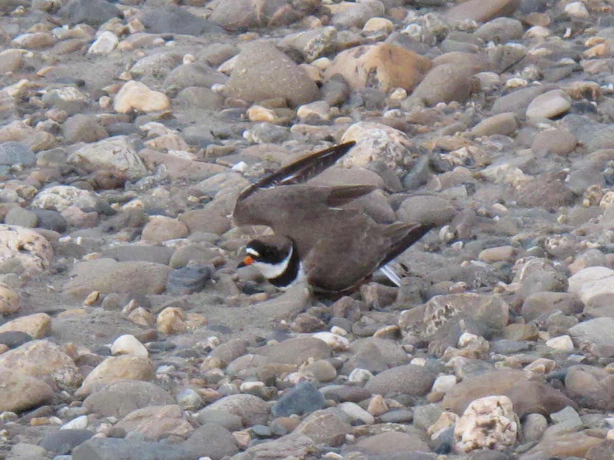Semipalmated Plover - ML80043121