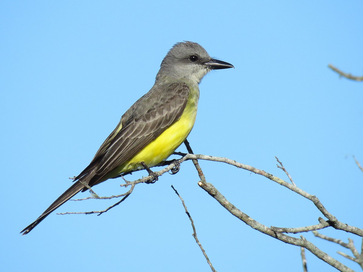 Tropical Kingbird - Raphael Kurz -  Aves do Sul