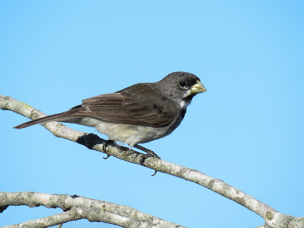 Double-collared Seedeater - ML80043291
