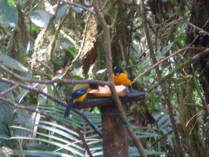 Black-chinned Mountain Tanager - ML80044431