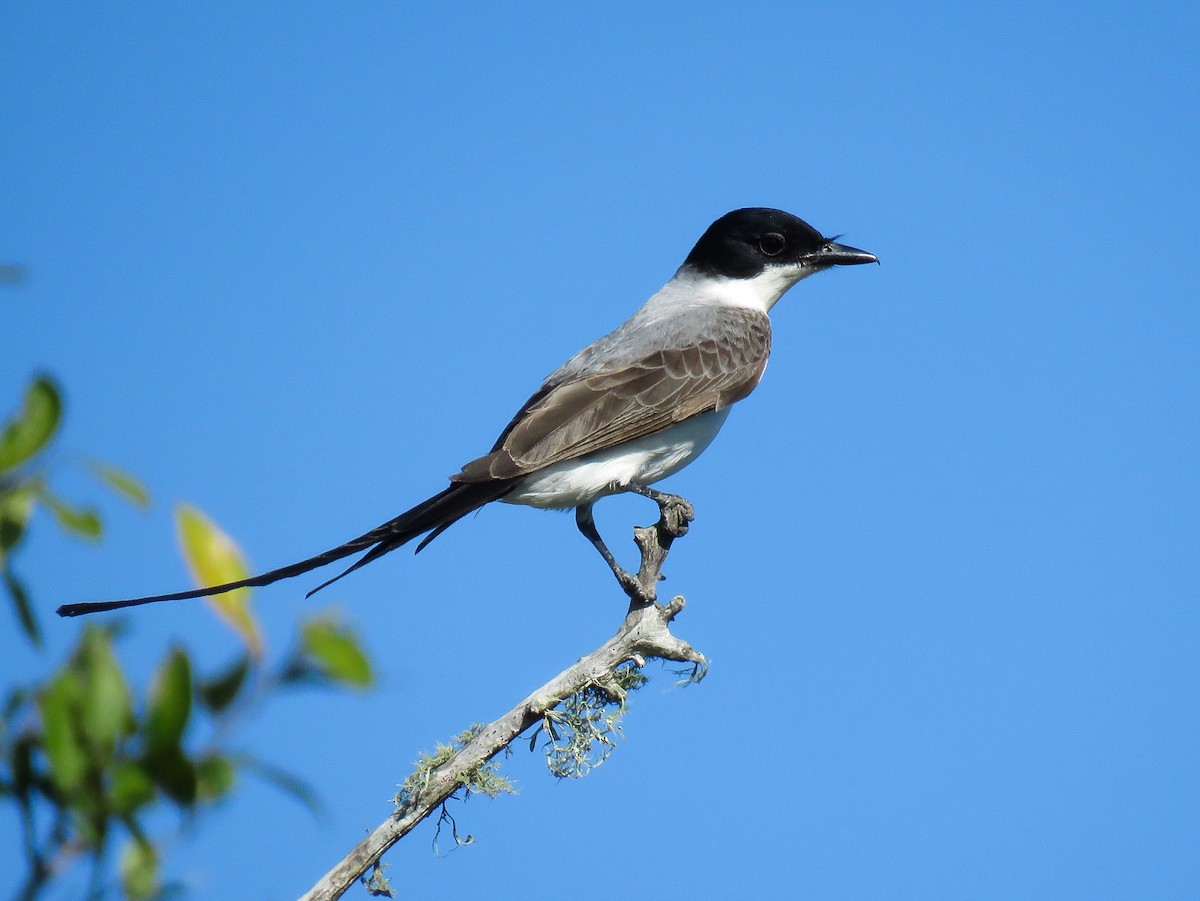 Fork-tailed Flycatcher - Raphael Kurz -  Aves do Sul
