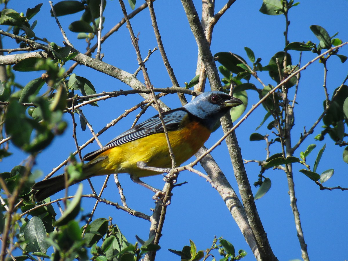 Blue-and-yellow Tanager - ML80044841