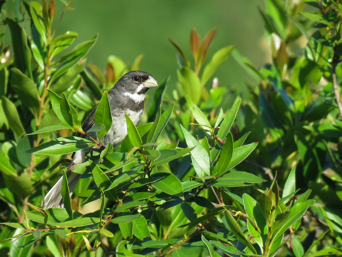 Double-collared Seedeater - ML80044891