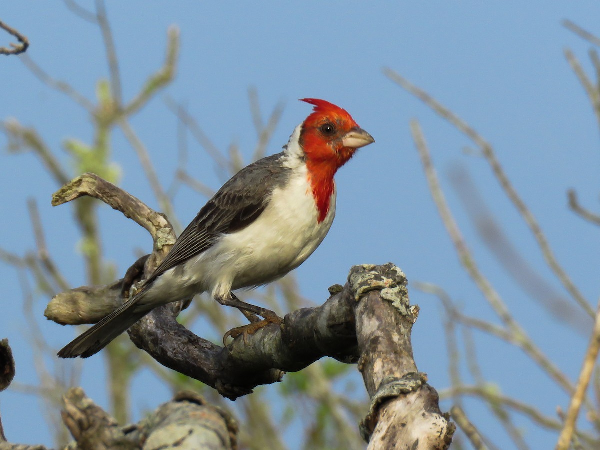 Red-crested Cardinal - ML80045191