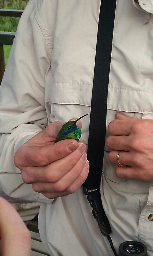 kolibřík modrolící - ML80045381