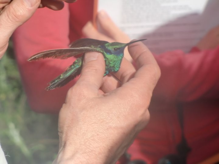 kolibřík modrolící - ML80045391