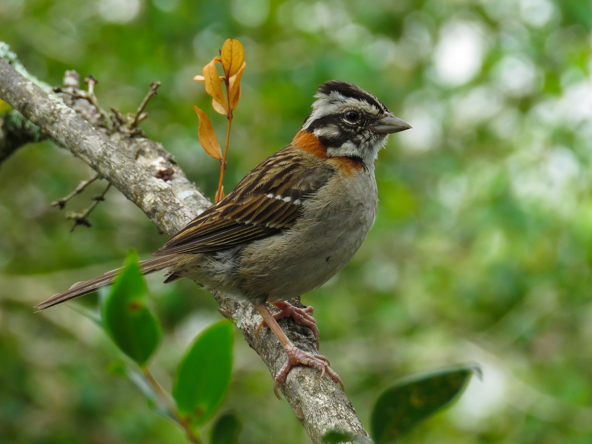 Rufous-collared Sparrow - Raphael Kurz -  Aves do Sul