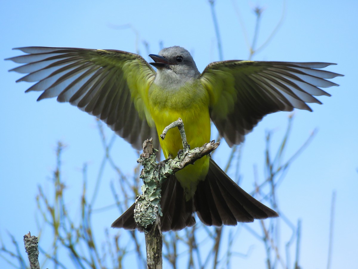 Tropical Kingbird - Raphael Kurz -  Aves do Sul