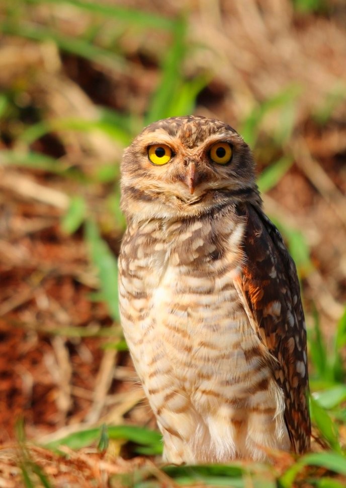 Burrowing Owl - Paulo Gusmão