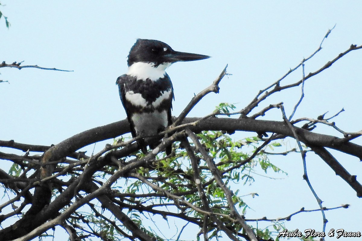 Belted Kingfisher - ML80046841