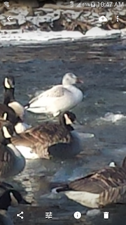 Snow Goose, ML80047821