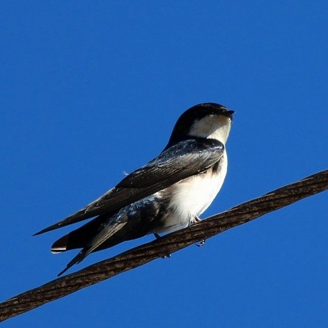 Blue-and-white Swallow - Paulo Gusmão