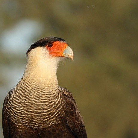 Crested Caracara (Southern) - ML80049391