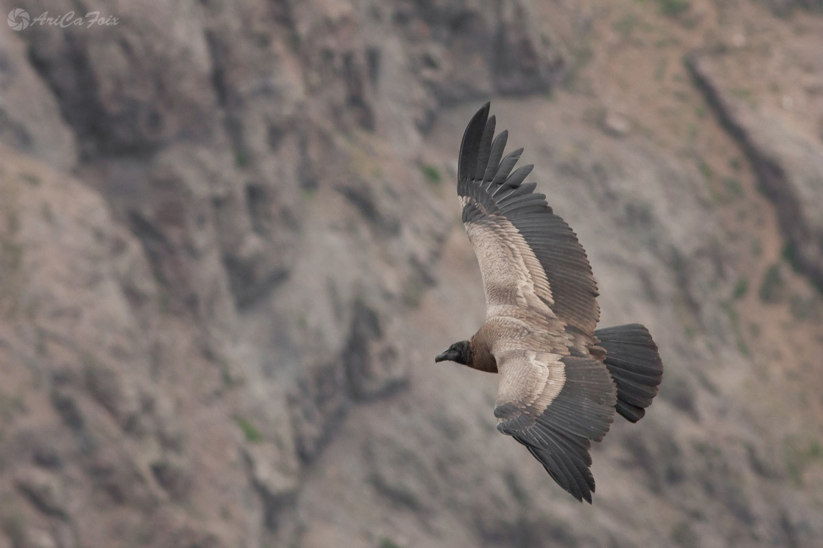 Andean Condor - Ariel Cabrera Foix