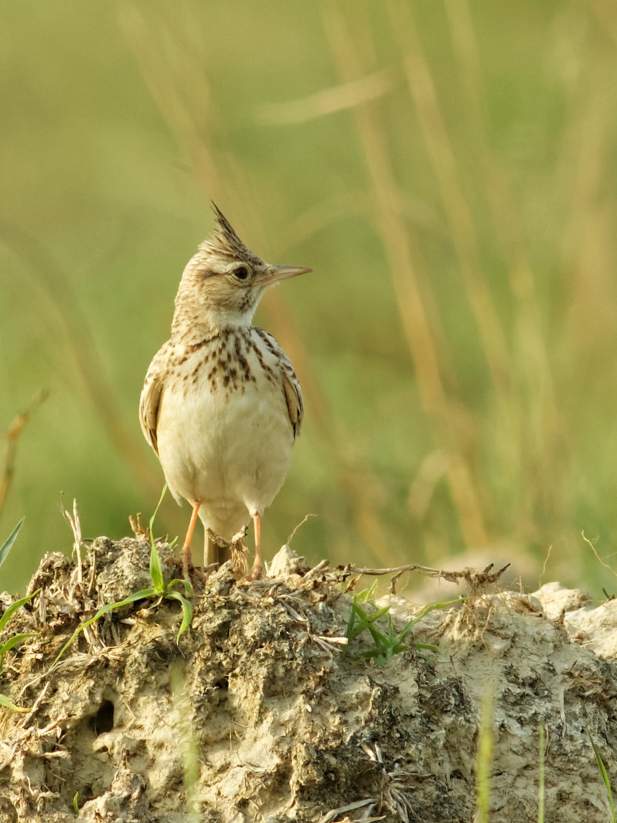 Crested Lark - Able Lawrence