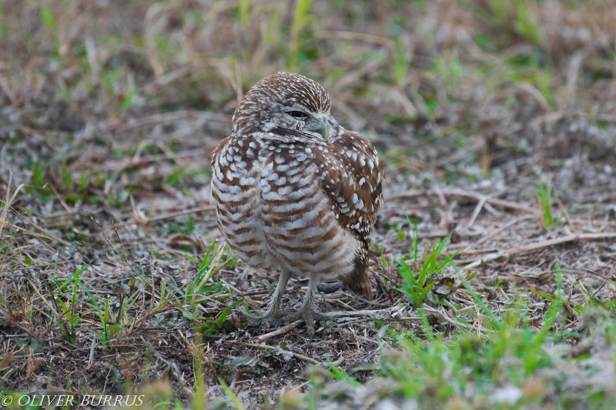 Burrowing Owl (Florida) - Oliver Burrus
