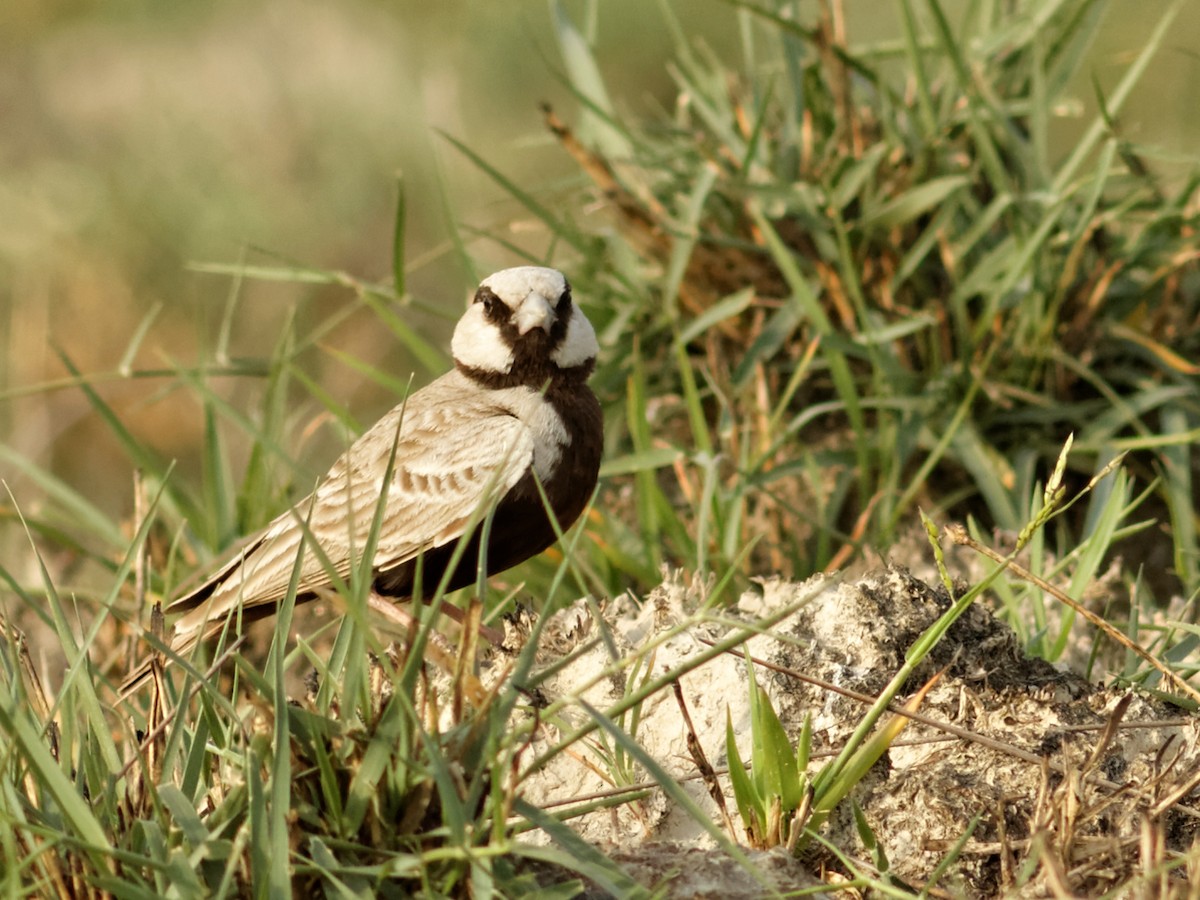 Ashy-crowned Sparrow-Lark - Able Lawrence