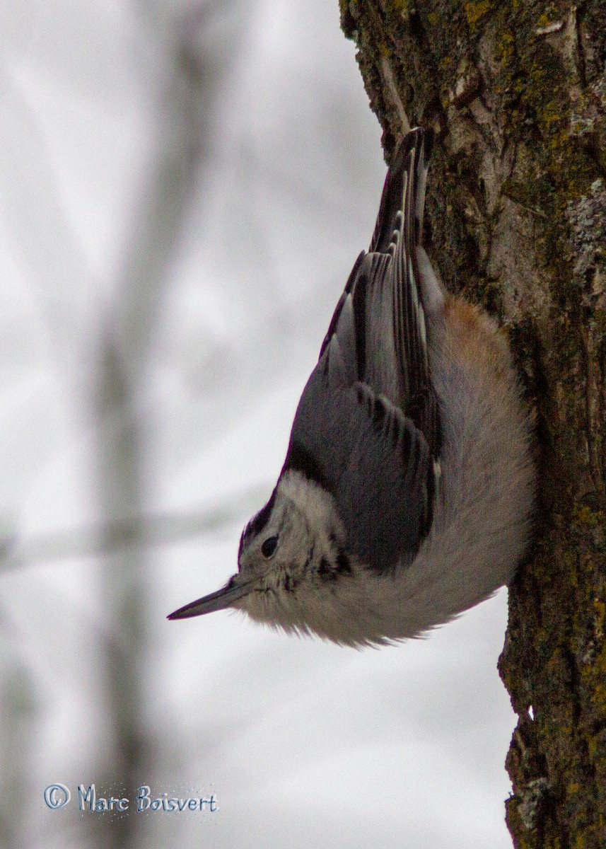 White-breasted Nuthatch - ML80052421