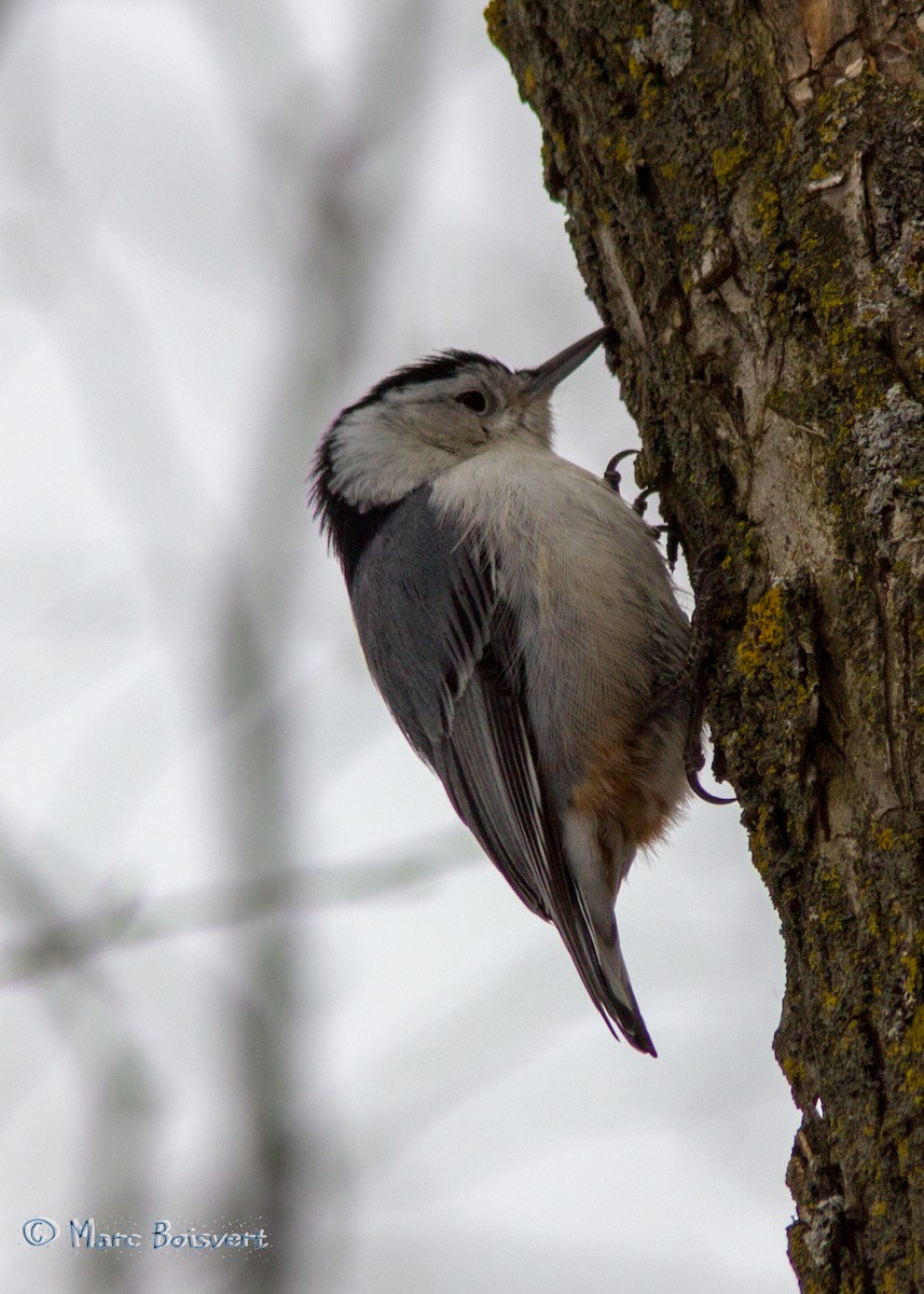 White-breasted Nuthatch - ML80052431