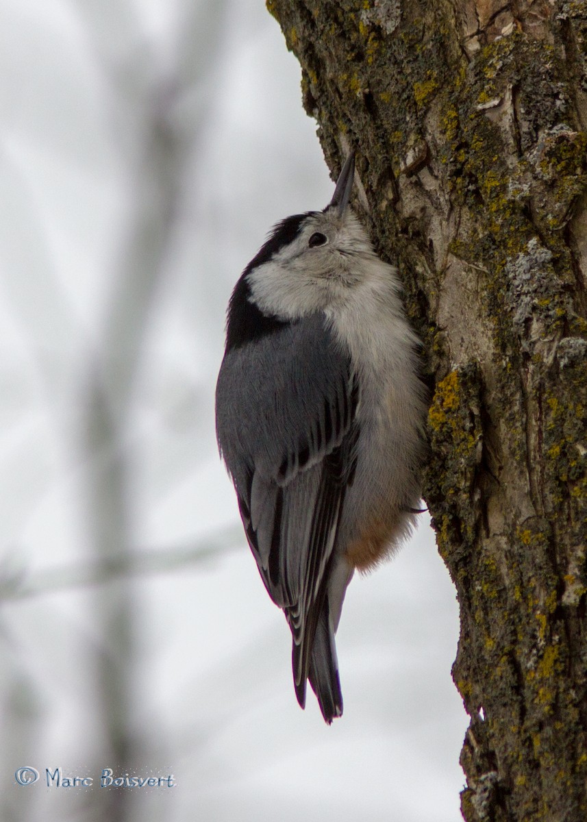 White-breasted Nuthatch - ML80052441