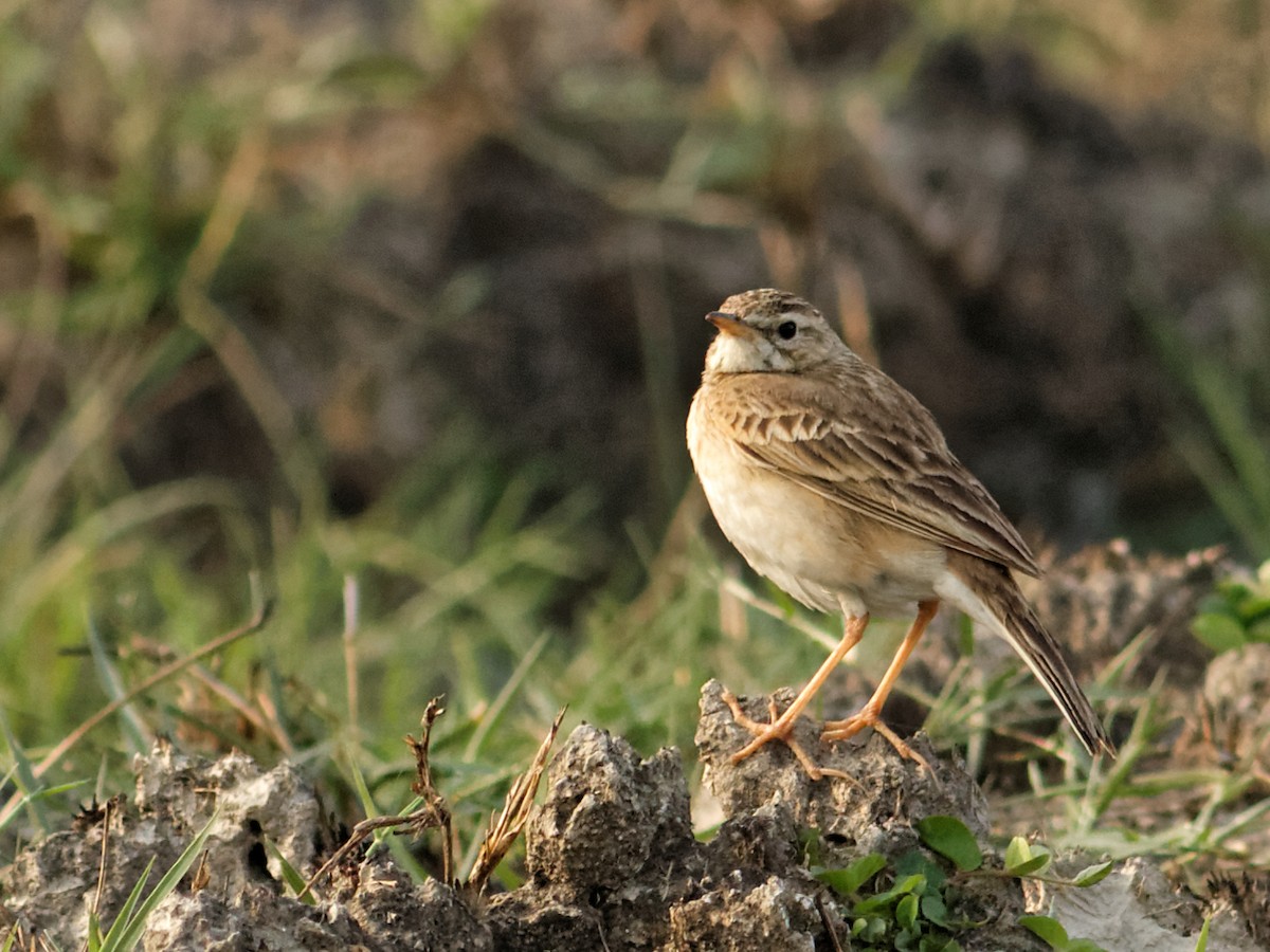Paddyfield Pipit - Able Lawrence