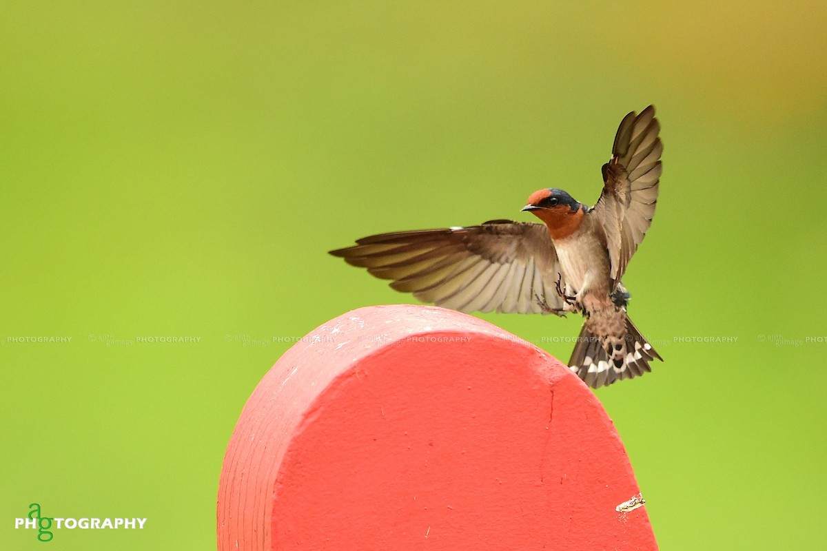 Pacific Swallow - Ajith Gamage