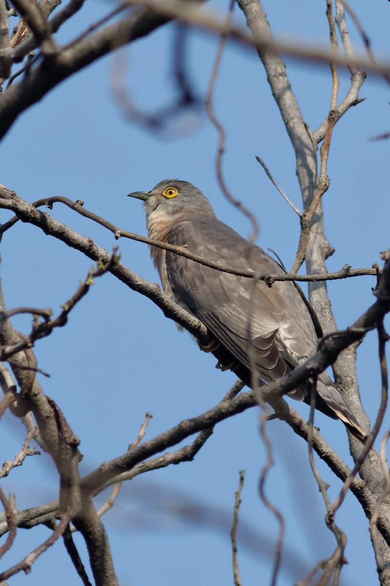 Common Hawk-Cuckoo - Able Lawrence