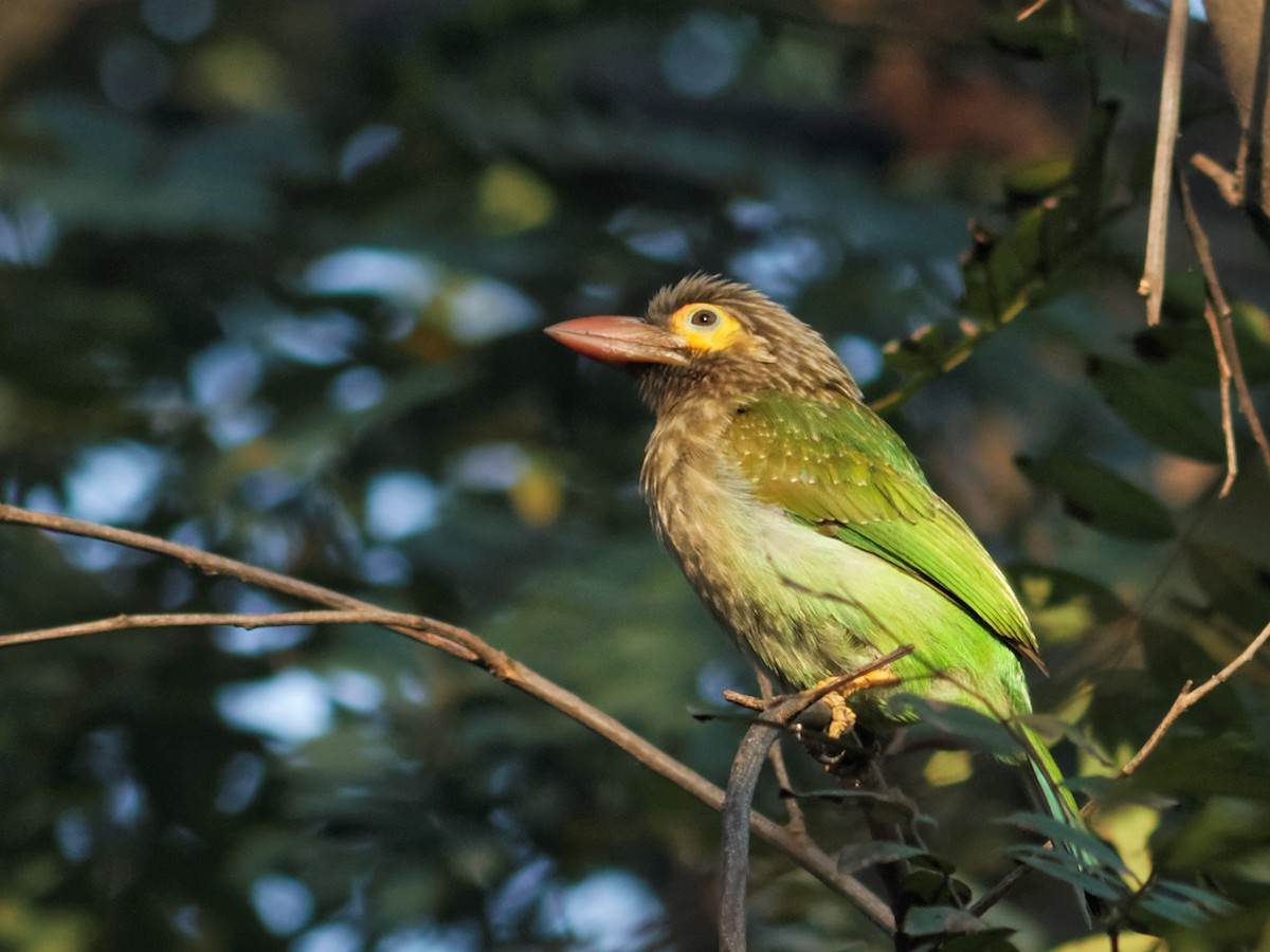 Brown-headed Barbet - Able Lawrence