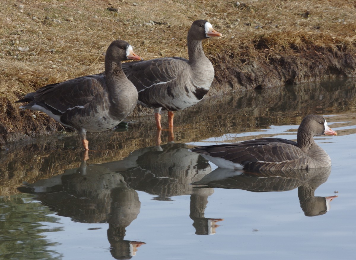 Greater White-fronted Goose - Brenda Wright