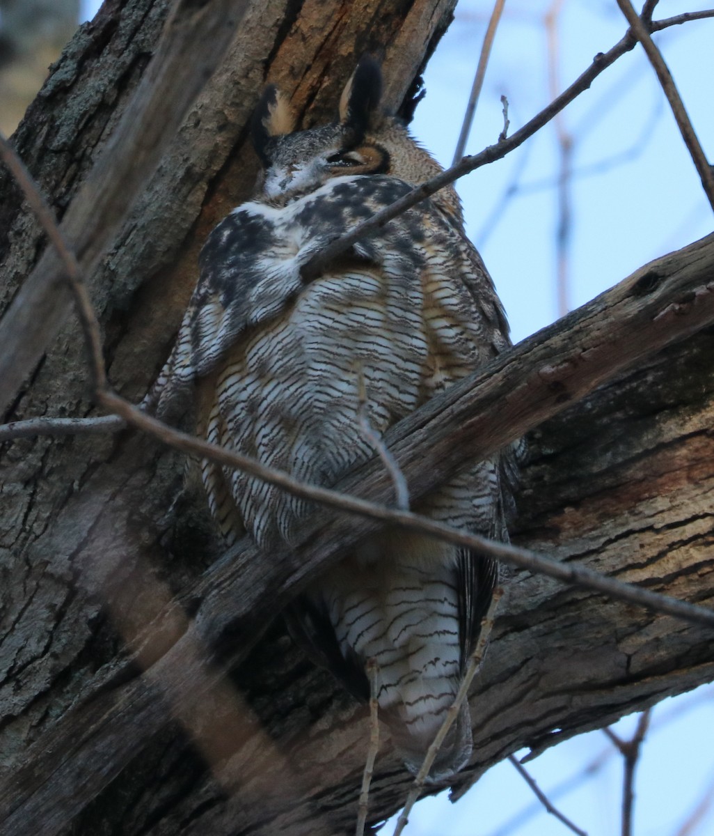 Great Horned Owl - ML80056531