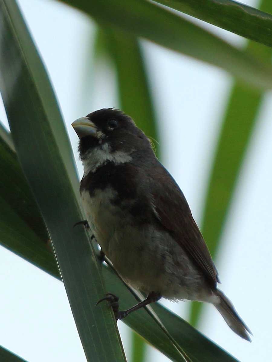 Double-collared Seedeater - ML80057391